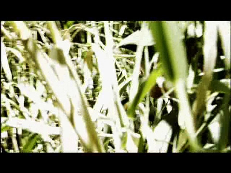 Shootout! - Tet Offensive