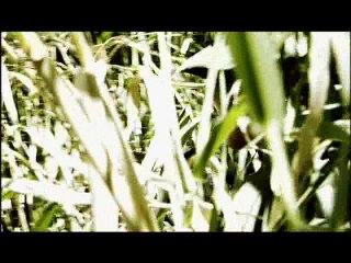 Shootout! - Tet Offensive