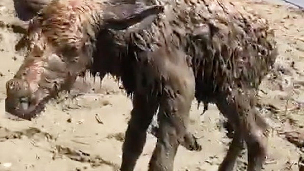 What A Muddy Moose!