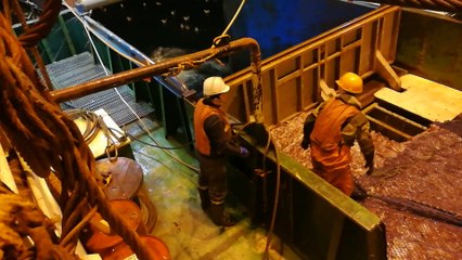 Sea Lion Caught in Fishing Net