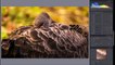 Lightroom cc 2017 Wildlife Photography Editing Tutorial - From The RAW File To The Finished Photo!