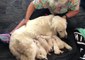Service Dog Delivers 7 Puppies at Tampa International Airport