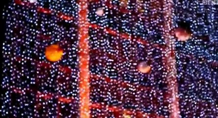 Hank Zipzers Christmas Catastrophe    Bronks    Part 02