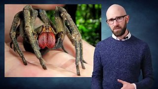 Top 10 Most VENOMOUS SPIDERS in the WORLD