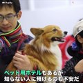 愛犬と一緒に飛行機に乗れる日本航空の「ワンワンJET」が海外で話題です。