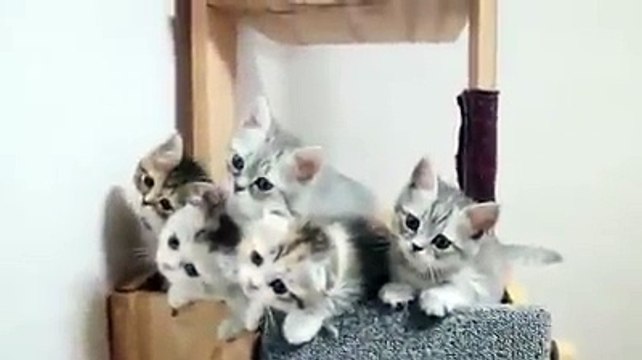 Милота! Больше интересного на Slonn.me slonn.me - все интересное у нас!