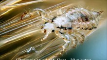 Ultrasonic sound anti fleas - 30 minutes