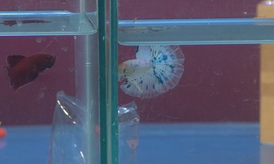 Ikan Cupang, Si Kecil Berharga Jutaan Rupiah