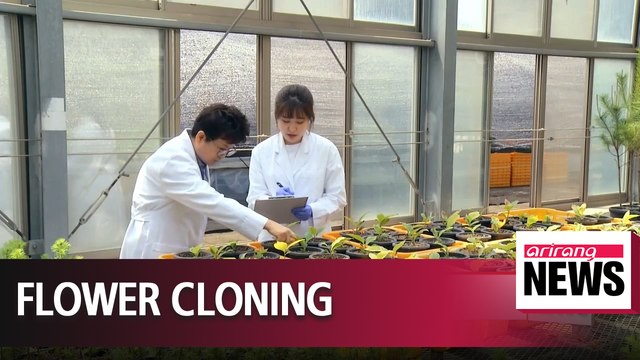 Local scientists succeed in cloning red magnolias for first time