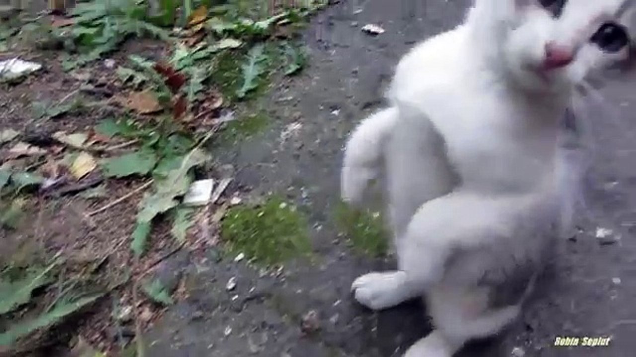 Kittens came out of the hole and meows