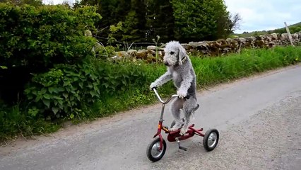 PERRO MONTANDO BICICLETA  Barry the dog that rides a tricycle