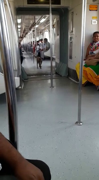 Monkey in Delhi Metro