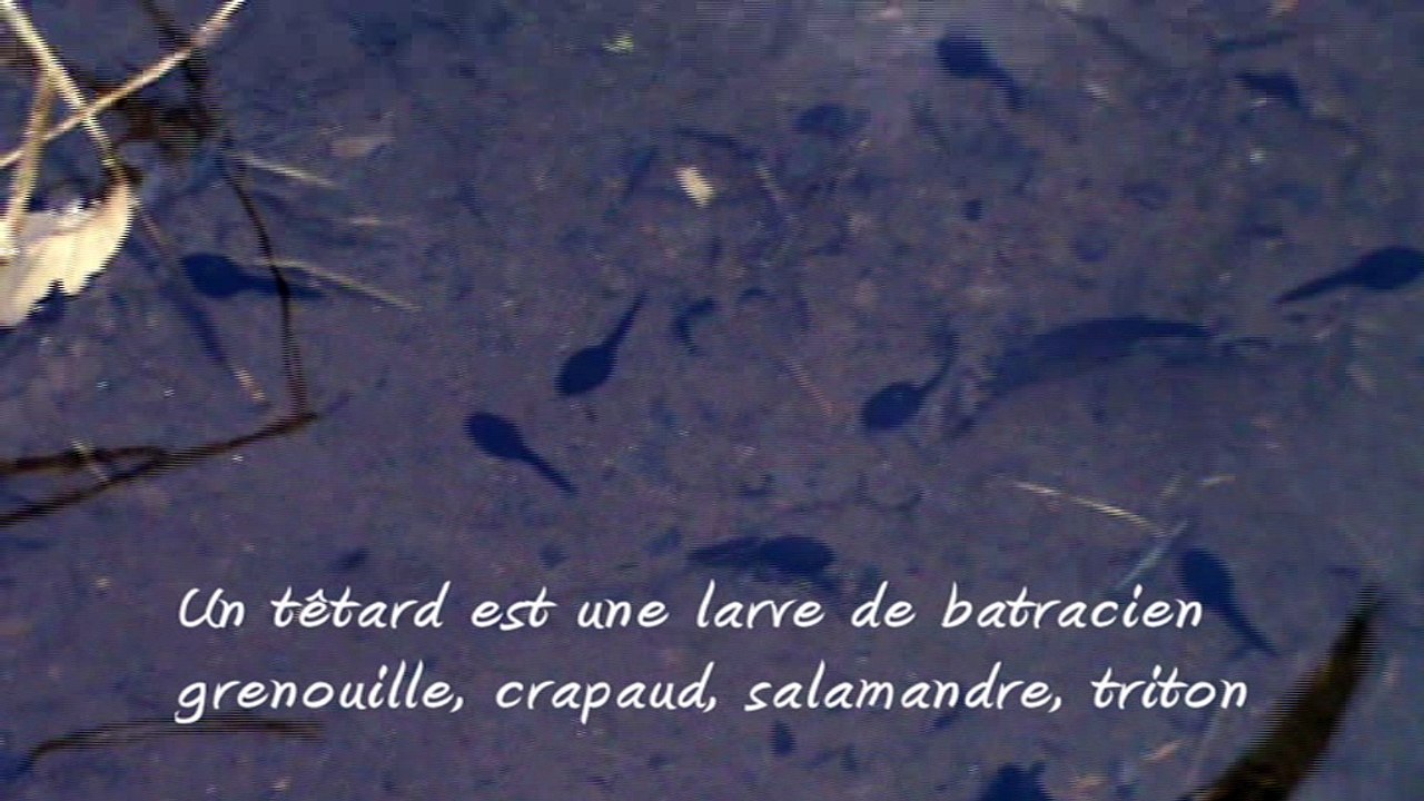 Un têtard est une larve de batracien (grenouille, crapaud, salamandre, triton
