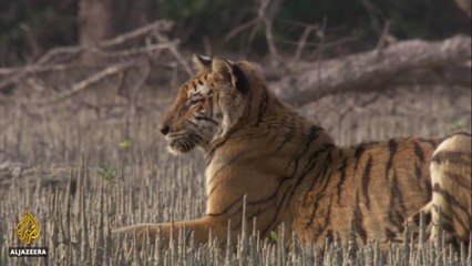 Tiger turf wars  in Bangladesh's Sundarbans - earthrise