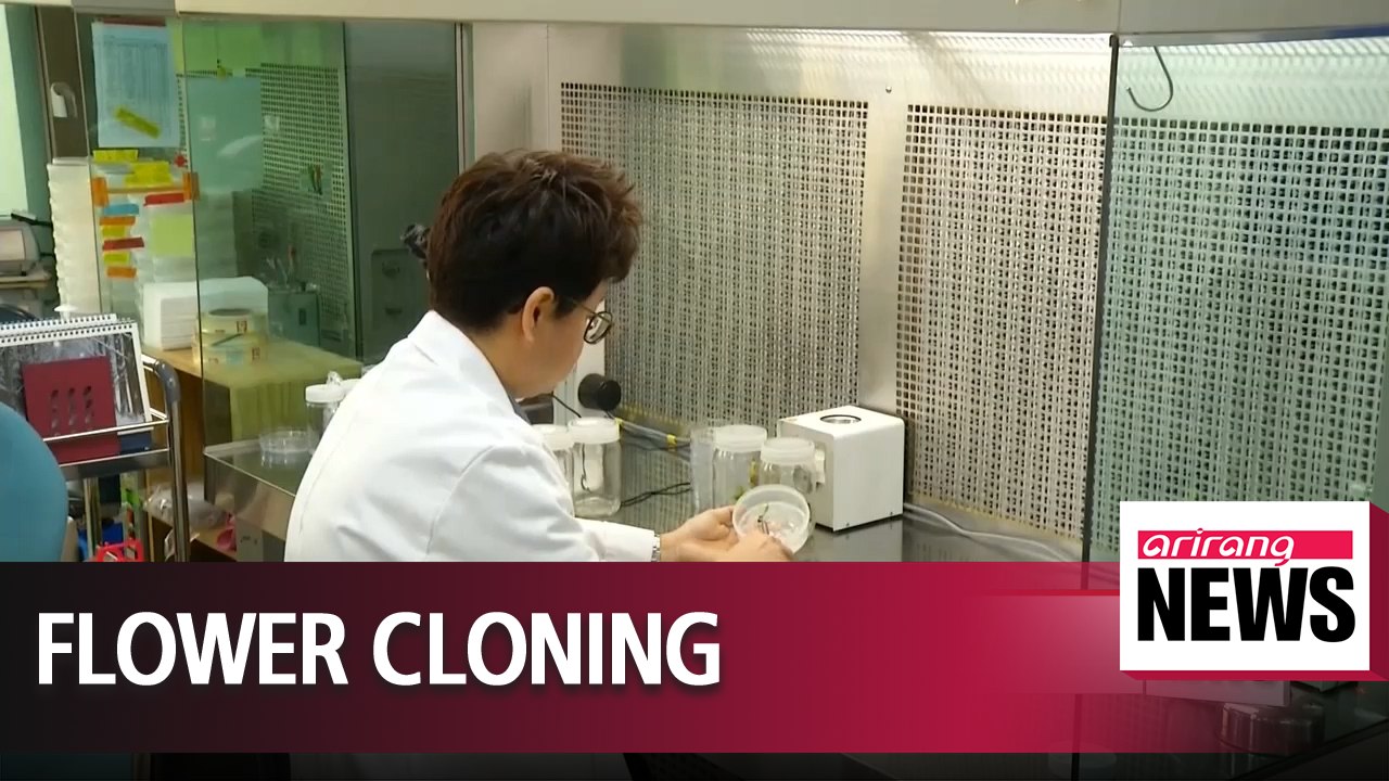 Local scientists succeed in cloning red magnolias for first time