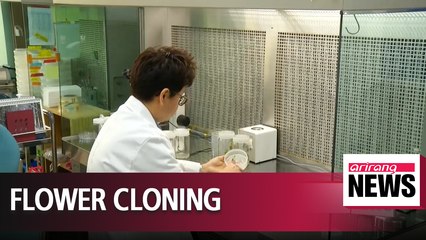 Local scientists succeed in cloning red magnolias for first time