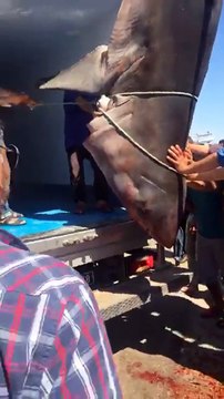Un grand requin blanc dans les filets des pêcheurs, Tunisie