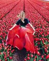 It's Tulip season in Holland!!!