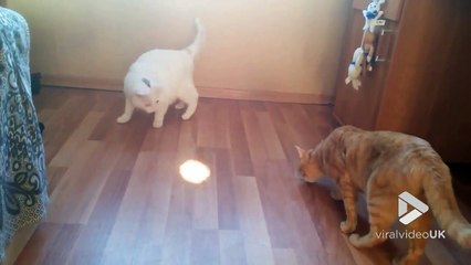 Ce chat devient FOU avec une lumière au sol !