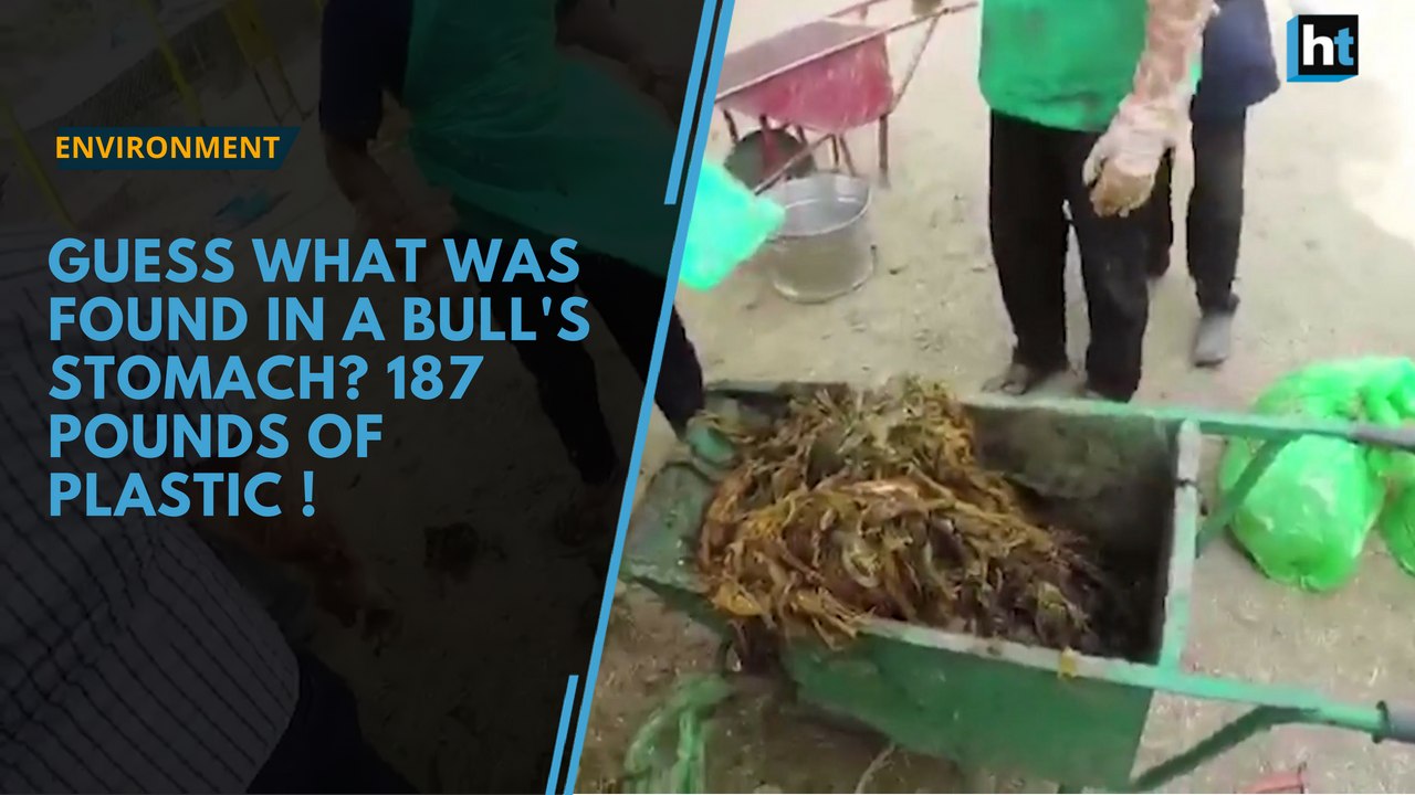 Guess what was found in a bull's stomach? 187 pounds of plastic