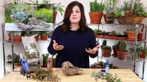How to Plant Succulents on Driftwood (without soil)