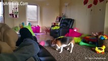 Funny Dogs and Babies are Best Friends   Cute Babies and Pets Video Compilation