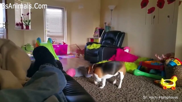 Funny Dogs and Babies are Best Friends Cute Babies and Pets Video Compilation