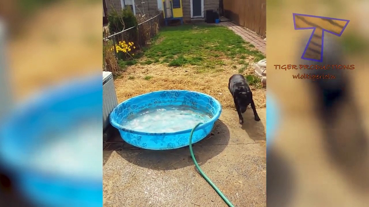 Have you ever seen DOG VIDEOS SO FUNNY - Prepare to DIE FROM LAUGHING