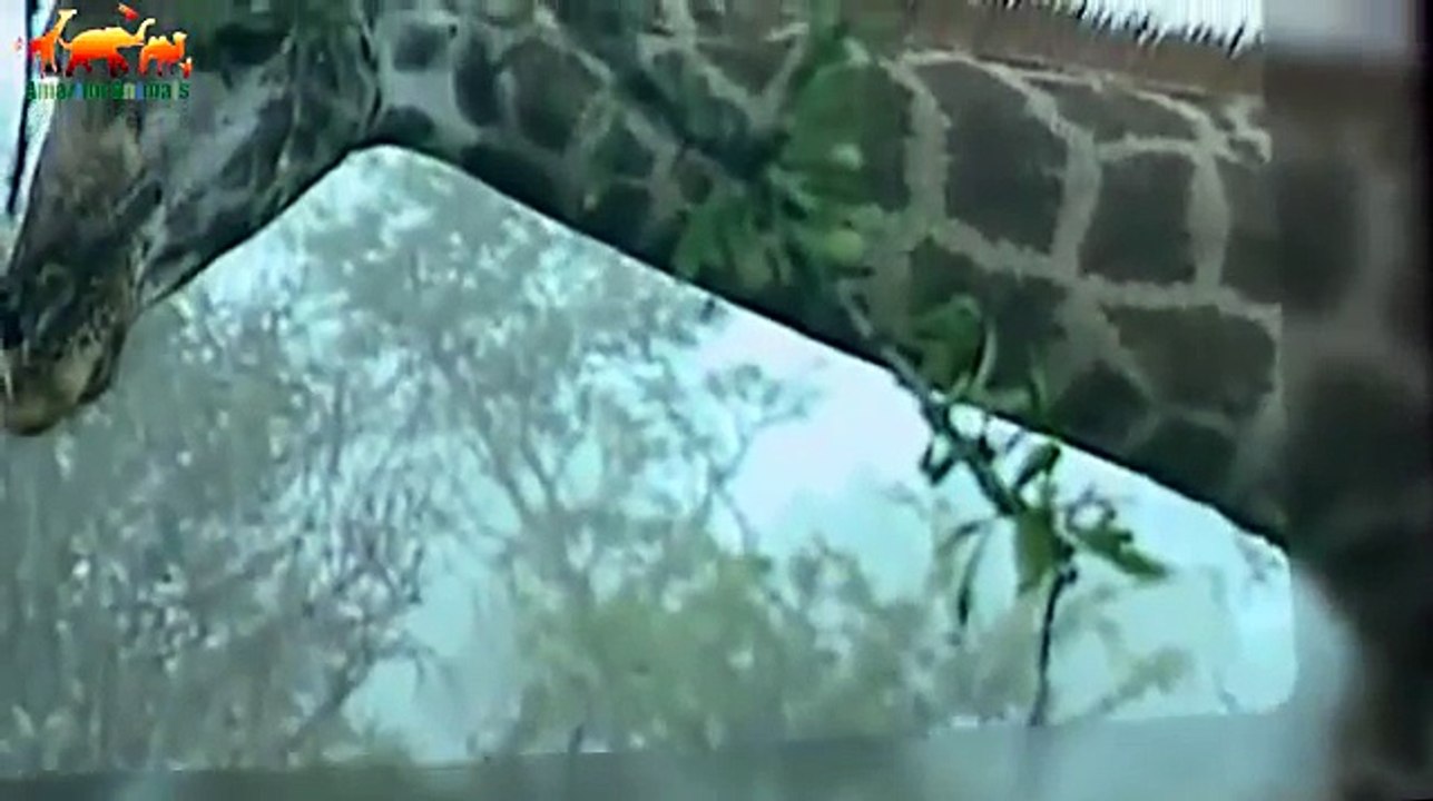 Жираф защищал новорожденного малыша от хищников. Невероятно трогательные кадры