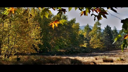 Ahlat Ağacı Orijinal Fragman
