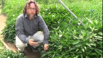 Manisa'da Yetiştirdiği Tropikal Meyveye Sipariş Yağıyor