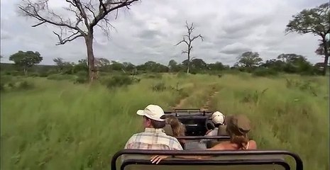 Male Lions Fighting | Wild Things Shorts