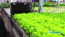 farmer Automated hydroponic system - Harvest in the Greenhouse - Hydroponic and Vertical Farming