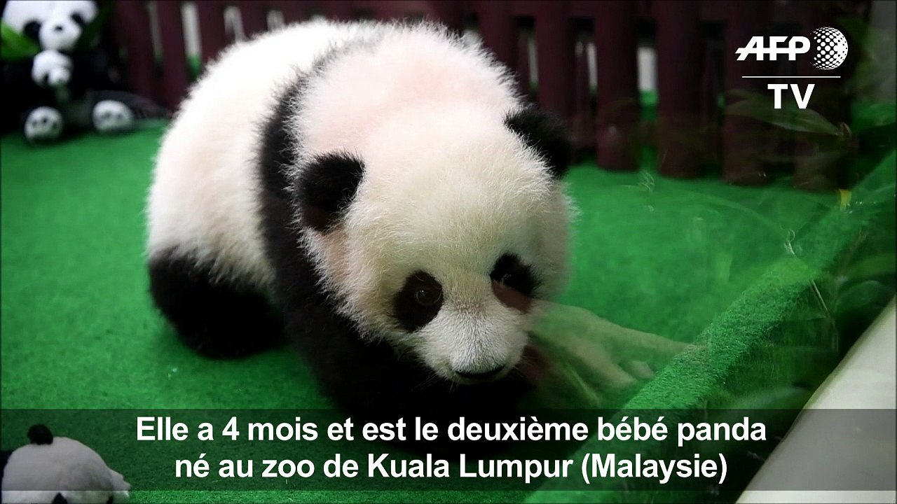 Un 2e bébé panda né au zoo de Kuala Lumpur présenté au public