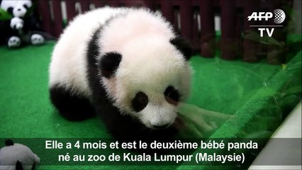 Un 2e bébé panda né au zoo de Kuala Lumpur présenté au public