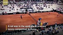 قط يقتحم ملعب كرة تنس في #إيطاليا أثناء إحدى المباريات #الوطن #روما #منوعات #طرائف