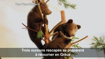 Des oursons sauvés en Bulgarie