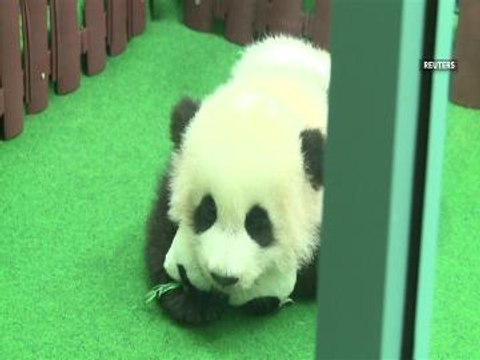 Panda cub debuts at Zoo Negara
