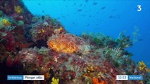 Alpes-Maritimes : une plongée citoyenne pour préserver les fonds sous-marins