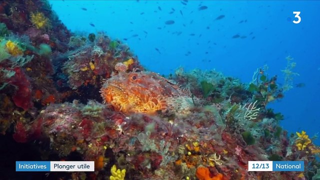 Alpes-Maritimes : une plongée citoyenne pour préserver les fonds sous-marins