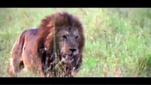 غضب الأسد ملك الغابة وقوة الطبيعة - حيوانات برية - مشهد قوي HD