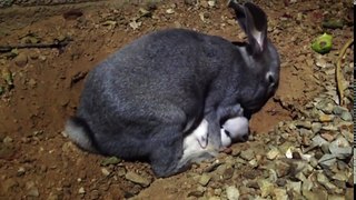 Mother Rabbit feeds 9 day old baby bunnies .