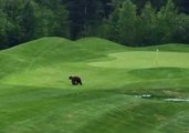 Mama Bear and Cub Spotted Crossing Trickle Creek Golf Course in British Columbia