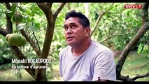 #FaaHotu 100% Fenua  Moeaki et son fils sont agriculteurs. Depuis la création de la coopérative, il se sont aperçus qu'en unissons les forces de chaque argric
