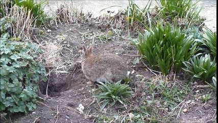 Wild baby rabbit feeding time