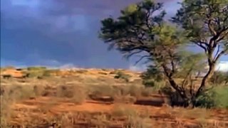 Snake Killers - Honey Badgers (Nature Documentary)