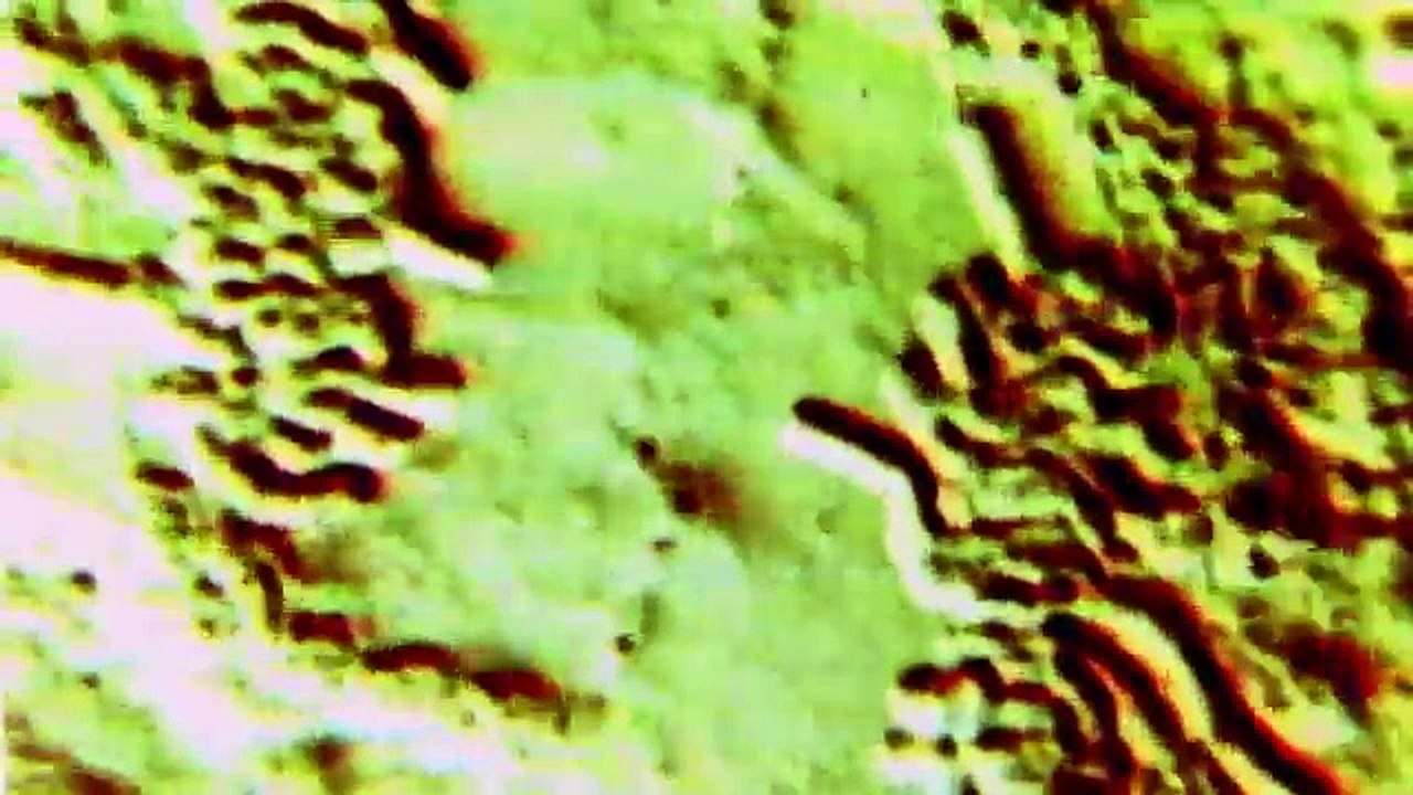 The planet of life (Full Documentary)