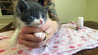 Small Fry, Emaciated Kitten - 1 Week Update!