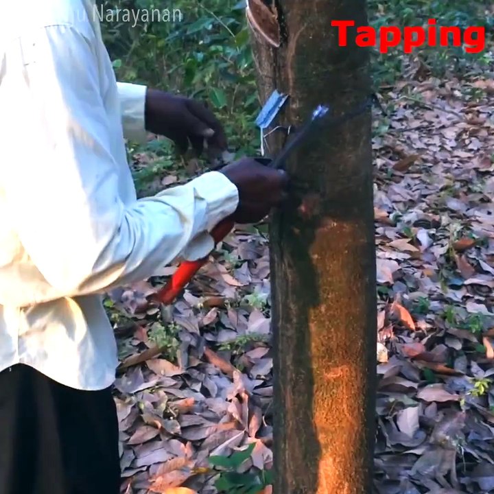How _natural _rubber (_latex) milk is processed to sheets in _the farm