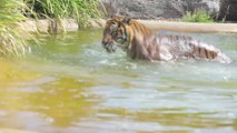 Quand un canard nargue un tigre et lui échappe à plusieurs reprises